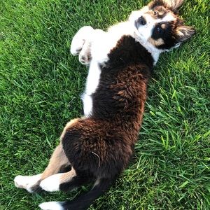 Meet your Posher, Tyson